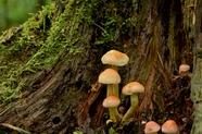宝宝舌苔厚白是怎么回事 宝宝口臭是积食还是上火(宝宝舌苔厚白是怎么去除)