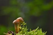香港天龙生物德国黑金刚是真的吗 香港天龙生物德国黑金刚10粒装价格(香港天龙生物德国黑蚂蚁)