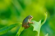 金子生物白蛋白肽效果如何(金子生物白蛋白肽时肿瘤化疗可以服用吗)