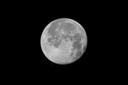 跳蚤最怕的4个克星 什么是跳蚤最怕的克星(跳蚤最怕的4个颜色)